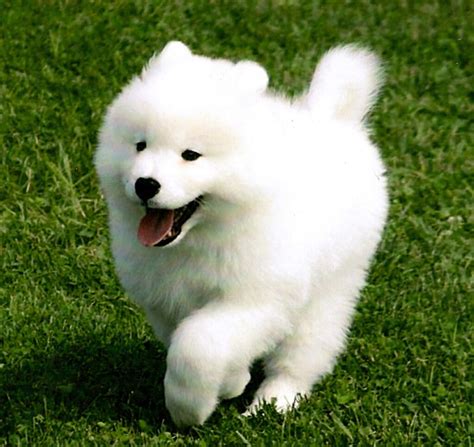Affordable Alternatives to White Magic Samoyeds: Similar Breeds at a Lower Price
